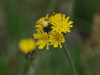 Yellow Hawkweed